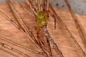 Diaea_evanida_D7804_Z_90_North Stradbroke island_Australie